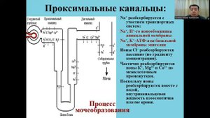 Мочегонные средства