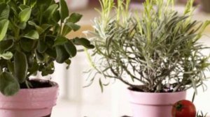 Что будет если полить цветы уксусом???