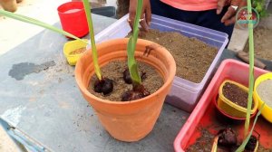 How to grow Gladiolus From Bulbs or Corms in Pot  || Winter Flower Gladiolus (With update)