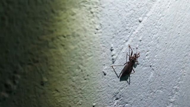 Клоп хищнец. смотреть онлайн