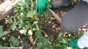 Подготовка земляники крупноплодной(клубники) к ЗИМЕ/ ОКТЯБРЬ/#strawberry #thegarden