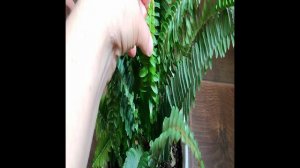 обзор комнатных растений,1 часть, 5 февраля 2024