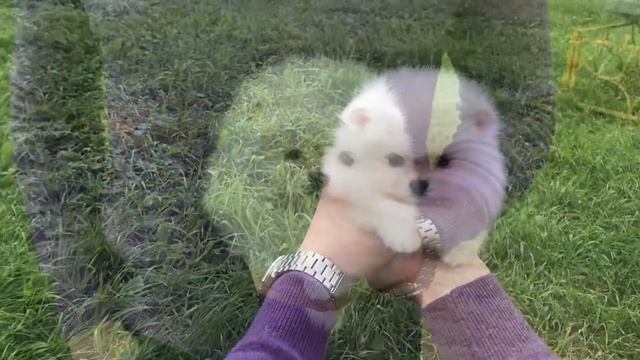 Девочка супер мини питомник Шпиц&CO смотреть онлайн