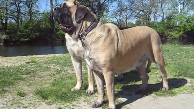 Английский мастиф English mastiff смотреть онлайн