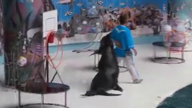 Евпатория. Дельфинарий Евпаторский. Ул. Киевская 19/20 смотреть онлайн