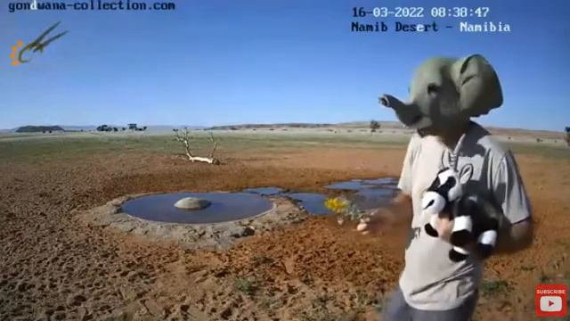 Рассказ об водопое в пустыне Намиб смотрителя этого заповедника в Юго Западной Африке