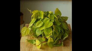 How to Care for Lemon Lime Philodendron