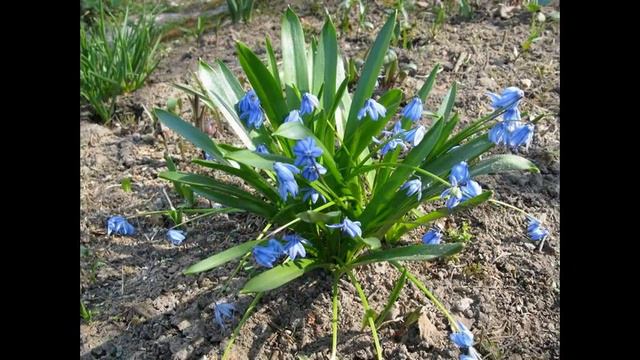 посев семян лобелии смотреть онлайн