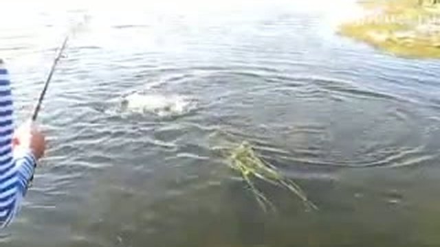Щука