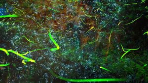 Почему светятся светлячки?