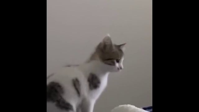 Милые и забавные котейки смотреть онлайн