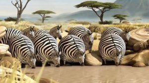 Мультфильм Если бы все животные были толстыми (для взрослых и детей)