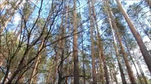 Л.Рубальская-Я бываю такая разная...