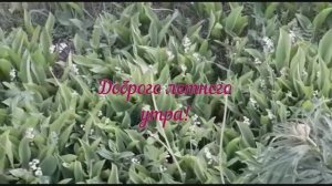 Сказки Венского леса.mp4