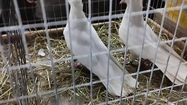 24.02.2024 г Московская Сборная 2 часть смотреть онлайн