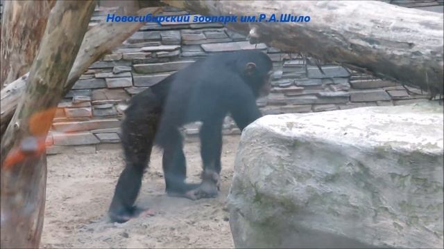 Хулиган шимпанзе Филя вышел на прогулку 13.08.2021 смотреть онлайн