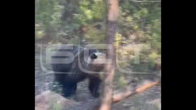Медведь вышел к людям возле деревни Анчирикова Братского района ВИДЕО смотреть онлайн