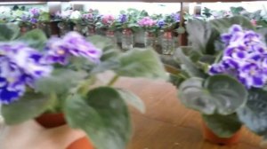 "Кухня Фиалки" http://fialki.of.by ЛЕ-Есения и подобные