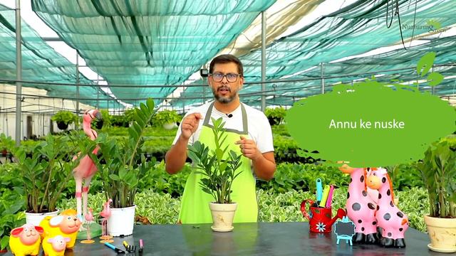 The Complete Guide for your ZZ Plants | Plantopedia