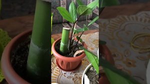 Высаживаю замиокулькас в керамзит часть 2. Результат укоренения листа в землю.