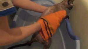 Купание сфинкса Фиона. bathing a cat Sphinx
