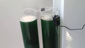 Plankton Synechococcus Содержание разведение и угробление планктона для морского аквариума.