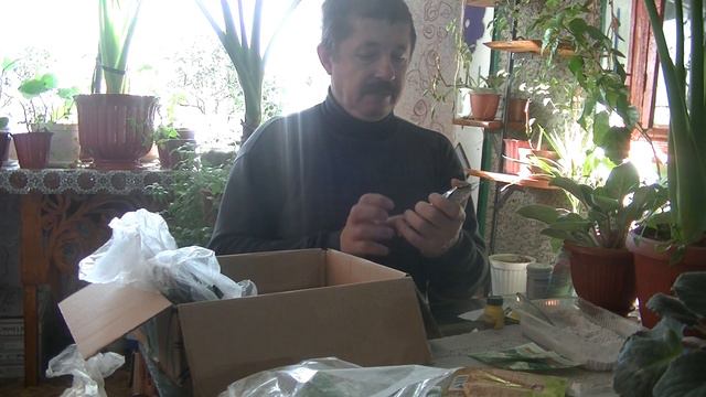 Чим підживлюю і захищаю розсаду петунії
