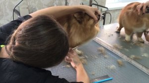 Урок: Стрижка шпица. Нестандарт. Укороченный вариант.