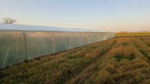 Теплица своими руками дешевле уже некуда Подробный обзор теплицы для тюльпанов ПАРНИК
