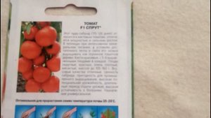 Помидорное дерево!! томат Спрут F1- один из самых необычных сортов... А стоит ли его сажать??