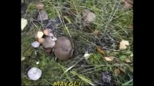 Рядовка Мыльная серая. Несъедобные грибы.