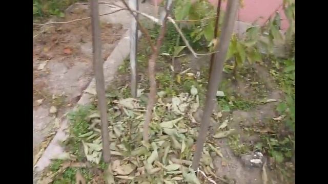 "Белогорье" и "Дар Софиевки" у меня во дворе. смотреть онлайн