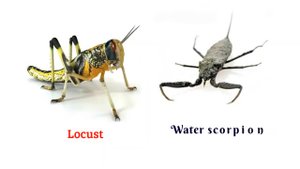 АНГЛИЙСКИЙ (150 Insects English)