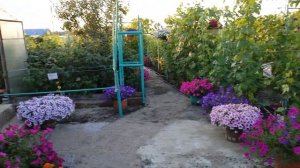 Женские прелести