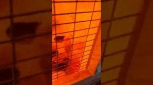 Деревянный брудер Обзор с Подворья