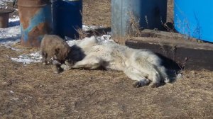 Щенок 2 месяца,  помесь Алабая с Монгольским волкодавом