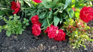 Весенний сад. Красота тюльпанов.