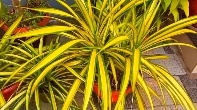 Pandanus Plant//Caring and Propagation//പന്റാനസ് ചെടിയുടെ പരിപാലനവും//വളരാന് ചെയ്യേണ്ട കാര്യങ്ങളു смотреть онлайн