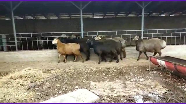 ПРОДАНО! баранчики арашаны г.Кара-балта | АРАШАН КОЙЛОРУ