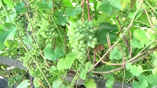 Как посадить виноград в Сибири смотреть онлайн