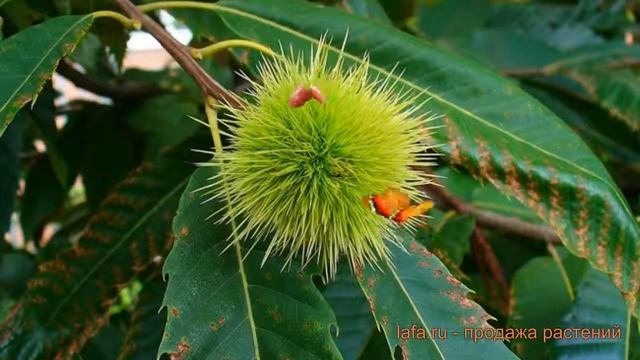 Каштан съедобная посевной (kashtan-sedobnyy-posevnoy) ? обзор: как сажать, саженцы каштана посевной смотреть онлайн