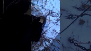 Отдам щенков в хорошие руки