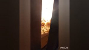 Как правильно перевозить суточных перепелов ( цыплят, гусят, индюшат). Первый заказ