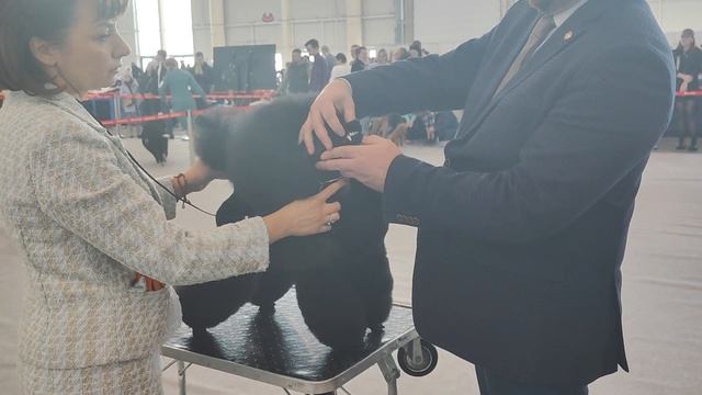 Казань 11.03.2023 Пудели миниатюрные классика. Алексей Белкин смотреть онлайн