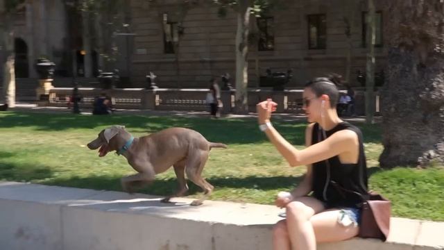 Принеси мячик. Веймарская легавая в Барселоне. Bring the ball. Weimar in Barcelona. смотреть онлайн