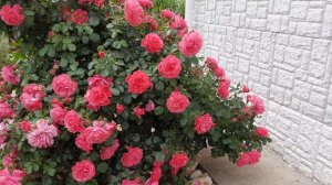 Роза Розариум Ютерсен (Rosarium Uetersen)