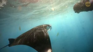 Мегалодон: Факт или вымысел? Исследование наследия древней акулы