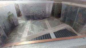 Подсветка для цитрусов и тёплый стеллаж. Отвечаю на вопросы.