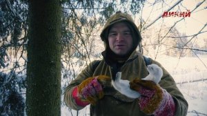 Звероловы. Охота на горностая.