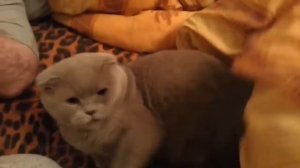 Злые кошки  кусаются  \ Angry cats bite